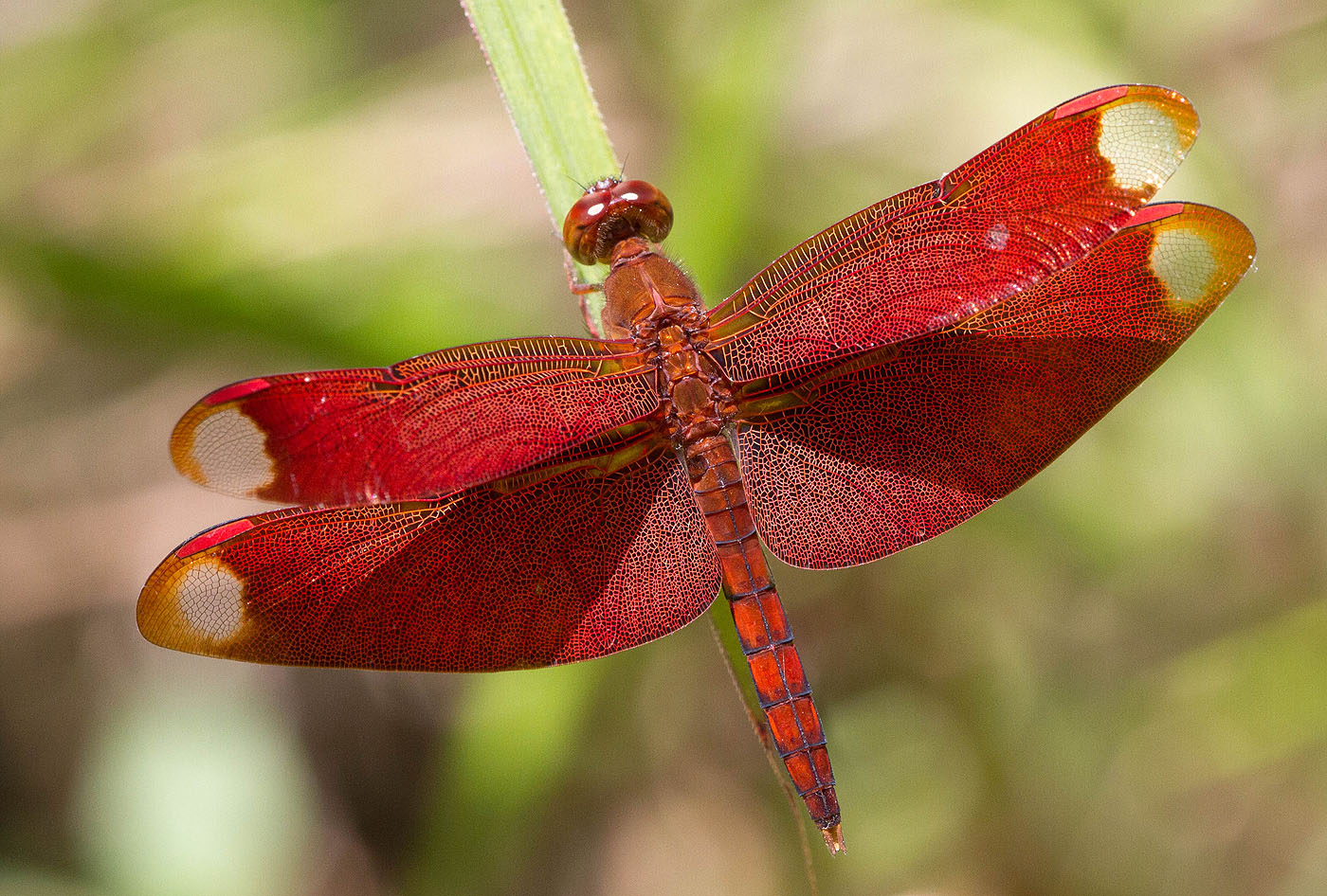 Red Dragonfly in Otaki- US Shipping Only